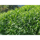 Semilla De Pasto Panicum Maximum Tanzania 35 Kg