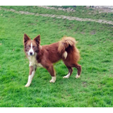 Cachorros Border Collie, Cafe Y Clasico.