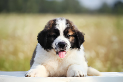 Cachorros San Bernardo Disponibles Perros Pet Puppy