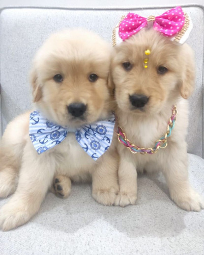 Golden Retriever Lindos 