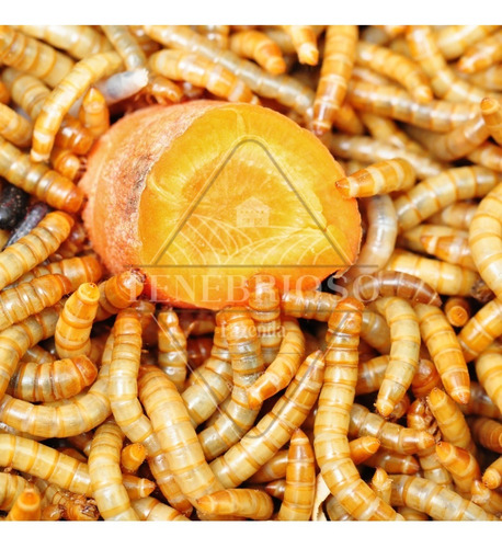 2000 Larvas De Tenebrio Molitor 