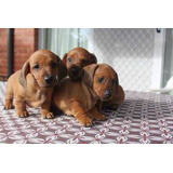 Cachorros Salchichas, Dachshund 