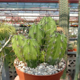 Semillas Cactus - Polaskia Chichipe