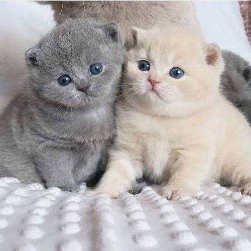 Filhotes De British Shorthair