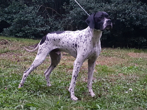 Pointer Criadero La Shanna Pointers Cachorros Pedigrí F.c.a 