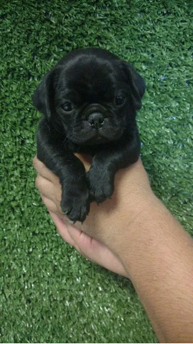 Cachorro Pug Carlino Negro 29