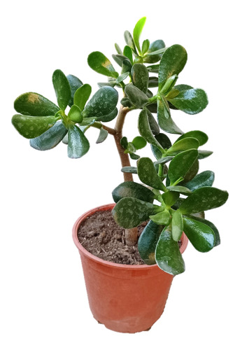 Crassula Ovata Jade - Planta De La Abundancia Y Prosperidad