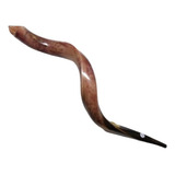 Shofar De Antilope 95cm - Polido Importado Israel - Perfeito