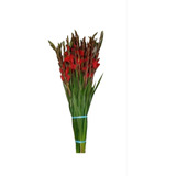 100pz De Bulbos Mediano De Gladiolas Roja Y Blanca 