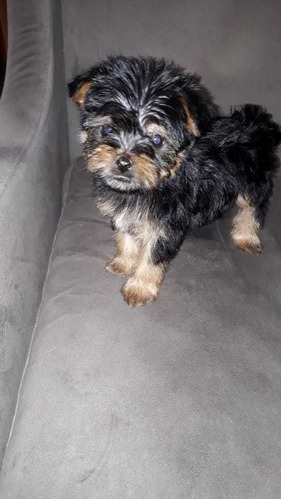 Yorkshire Terrier Macho 2 Meses Vacunado Y Desparacitado 