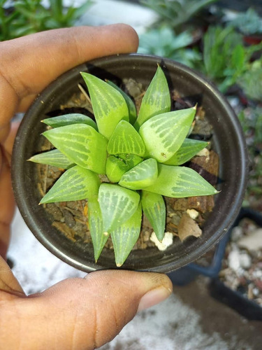 Hawortia Retusa