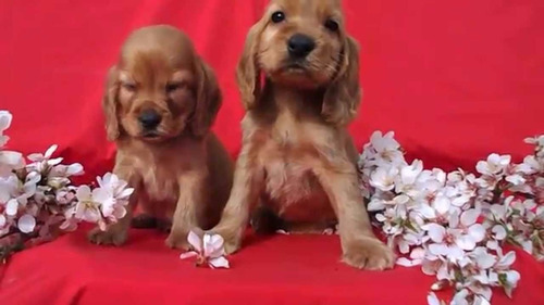 Cachorros Cocker Spaniel Dorados! 