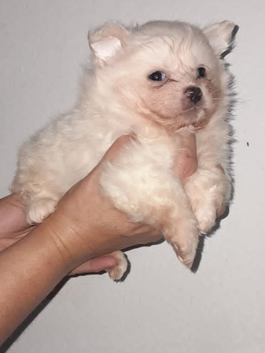 Pomerania Macho Y Hembra. Precio De Seña. 