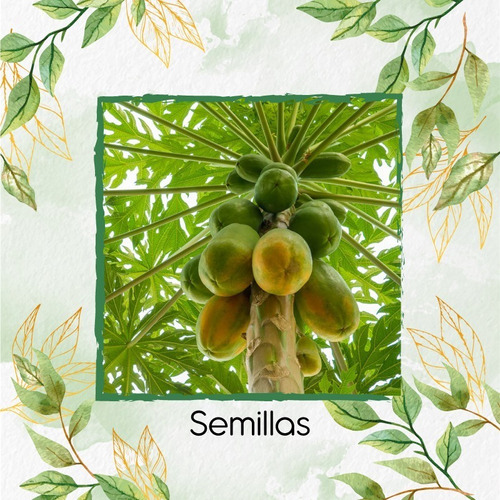 340 Semillas De Árbol Carica Papaya