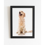 Quadro Decorativo Golden Retriever