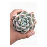 Echeveria Alba Beauty Suculenta Colección N° 8