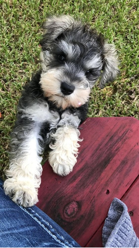 Cachorros Schnauzer Mini Sal Y Pimienta #10