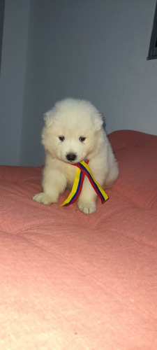 Cachorros Samoyedo