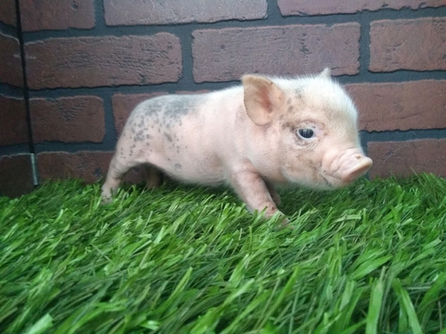 Mini Pigs