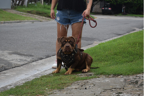 Cachorros American Bully Hembra, Pelaje Corto, 2 Meses