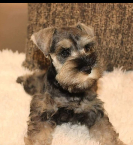  Schnauzer Miniatura Hembra 