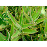 Kalanchoe Daigremontiana 30cm Medicinal Organico Comestible 