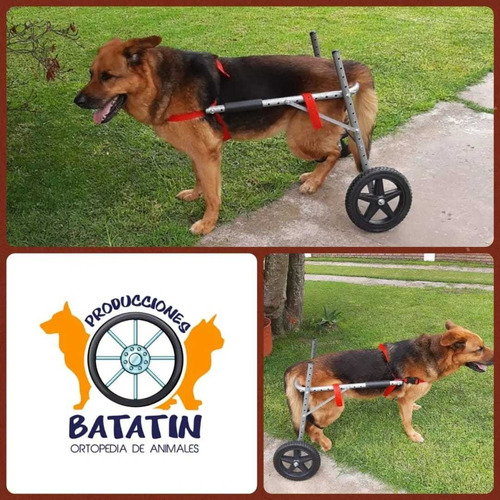 Silla Ruedas Para Perros- Batatin- Turno Consulta