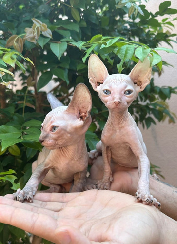 Filhote Sphynx