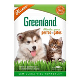 Pack X 20 Semillas De Hierba Gatera X 100gr (2kg) Greenland