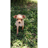 Cachorro Pinscher