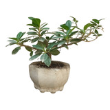 Bonsai Ficus Verde Esmeralda 