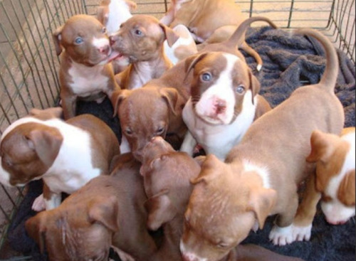 Cachorros Pitbull Staford Originales Disponibles