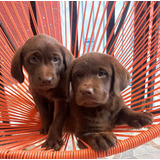 Hermosos Cachorros Labrador, Padres Con Pedigree!