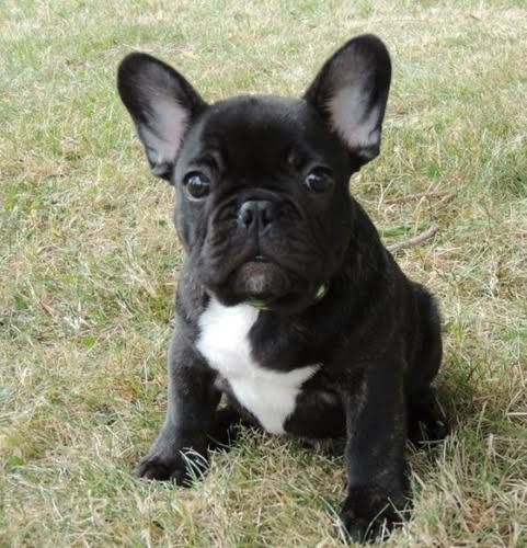 Cachorro Bulldog Francés Criadero Opción A Pedigree 