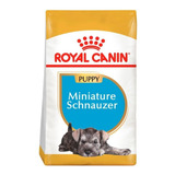Mini Schnauzer Puppy Royal Canin