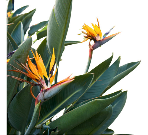Strelitzia Reginae (flor Naranja)-7lts- Envíos Al Interior
