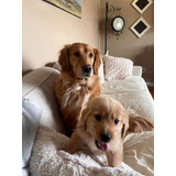 Bellos Golden Retriever Padres Inscritos