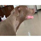 Cachorra 3 Meses Blue Albina  Terrier Pitbull