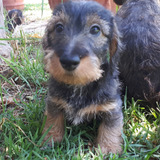 Dachshund (teckel) Pelo Duro Miniatura Excelente Pedigree. 