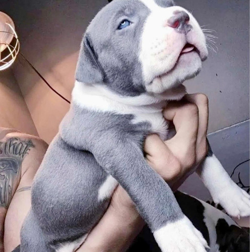 Gorditos Cachorros Pitbull Blue Ojos Azules Vacunados 
