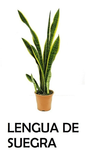 Planta Sansevieria / Lengua Suegra / Espada Del Rey