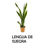 Planta Sansevieria / Lengua Suegra / Espada Del Rey