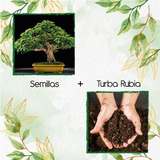 5 Semillas De Bonsái Melina + Turba De Germinación