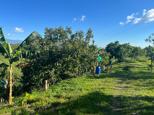 Se Vende Finca Quimbaya Quindío - Imagen 3