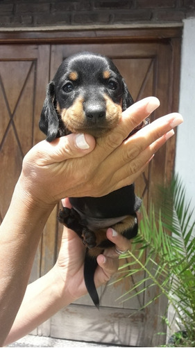 Exelentes  Cachorros Salchichas 