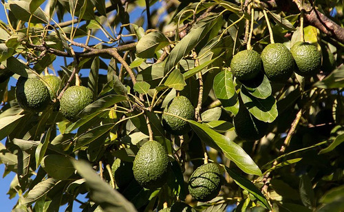 Árbol De Aguacate Hass ( Persea Americana ) Más Semillas 