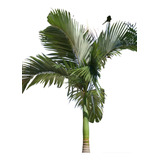 Palmera Real 