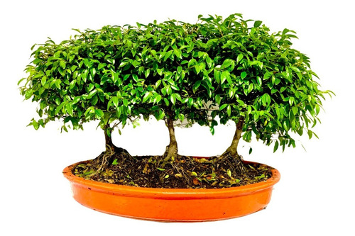 Hermoso Bosque Bonsai Guayacán 