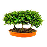 Hermoso Bosque Bonsai Guayacán 