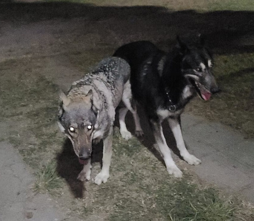 Wolfdog Cachorros De Perro Lobo